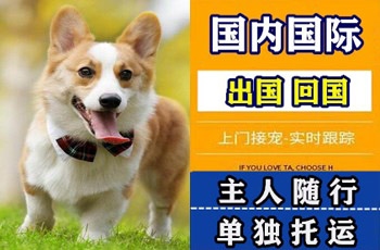 攀枝花市宠物托运公司攀枝花市宠物托运公司攀枝花市宠物托运公司